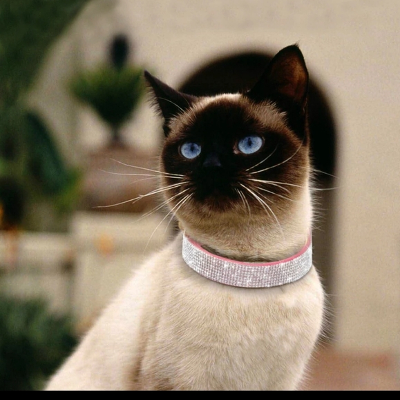 Bubble gum pink dog cat collar Very Elle Woods! - Picture 2 of 7